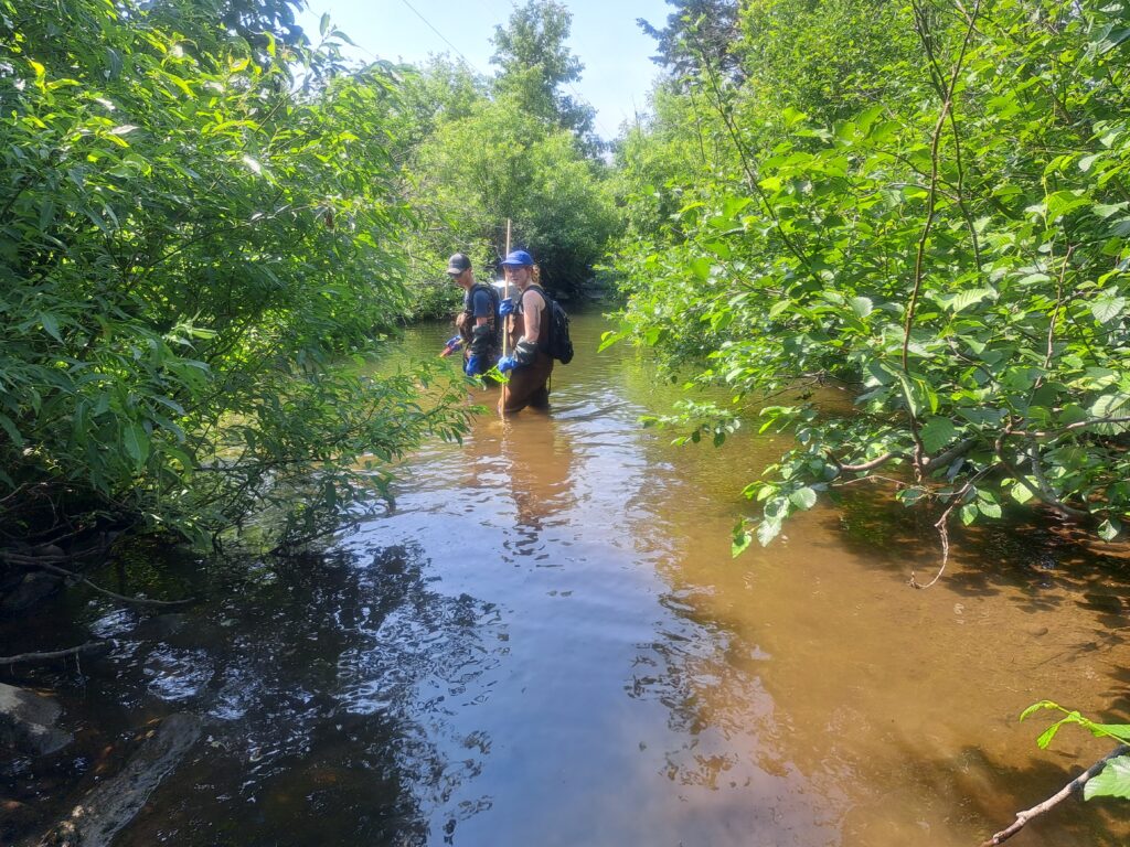 À la recherche des anguilles