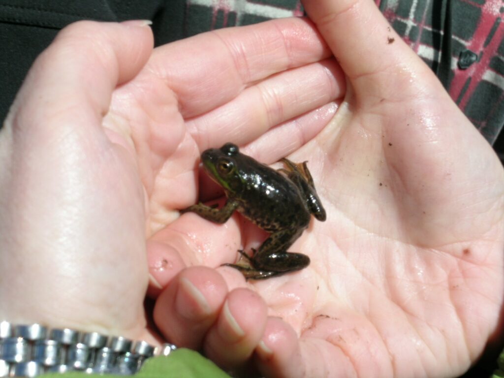 Grenouille au creux de mains.