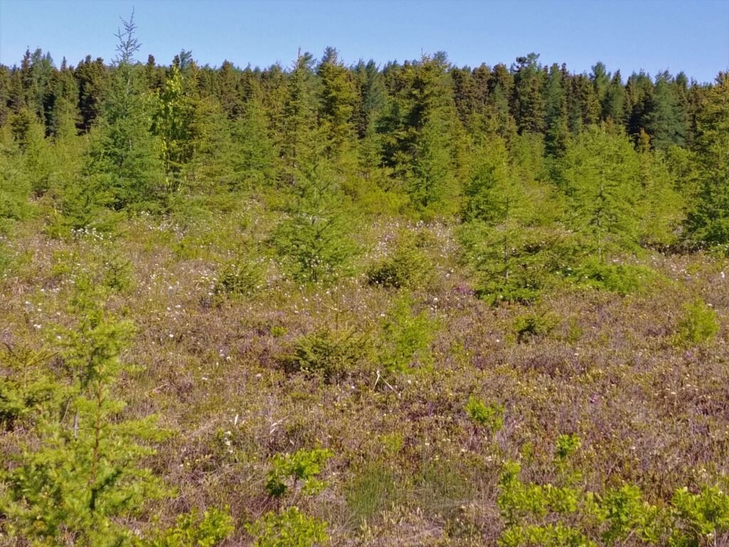 Tourbière Bois-des-Bel Cacouna