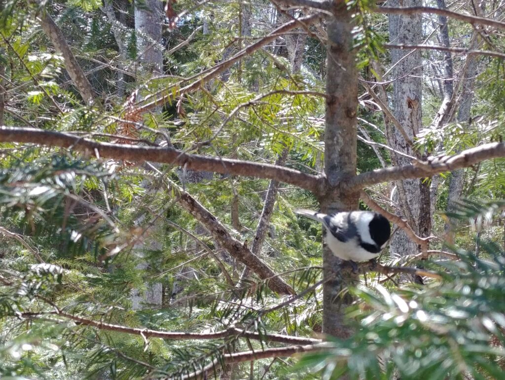 Mésange à tête noire
